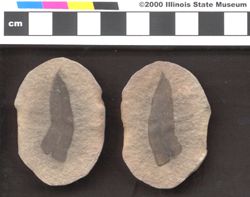 Small image of specimen