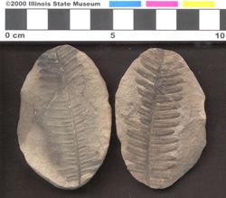 Small image of specimen