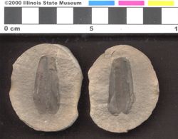 Small image of specimen