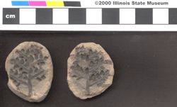 Small image of specimen