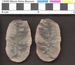 Small image of specimen