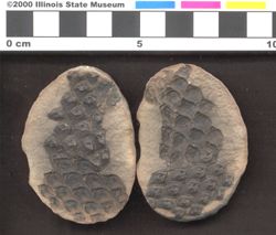 Small image of specimen