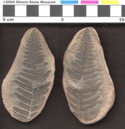 Small image of specimen
