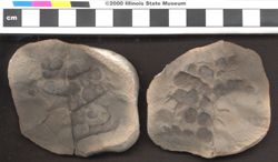 Small image of specimen