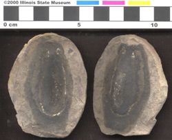 Small image of specimen