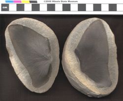 Small image of specimen