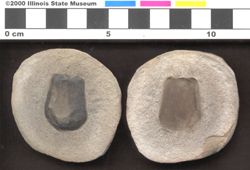 Small image of specimen