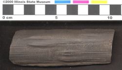 Small image of specimen