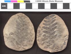 Small image of specimen