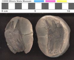 Small image of specimen