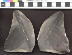 Small image of specimen