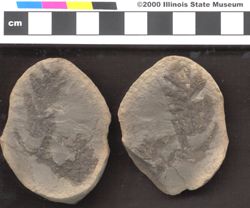 Small image of specimen