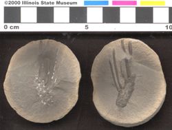 Small image of specimen