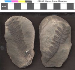 Small image of specimen