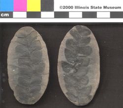 Small image of specimen