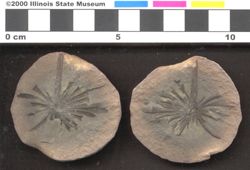 Small image of specimen