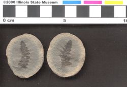 Small image of specimen