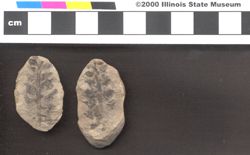 Small image of specimen