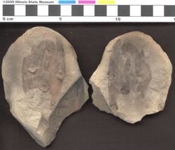 Small image of specimen