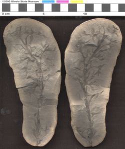 Small image of specimen