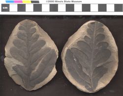 Small image of specimen