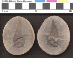 Small image of specimen