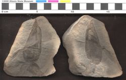Small image of specimen