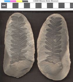 Small image of specimen