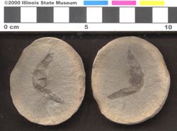 Small image of specimen