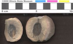 Small image of specimen