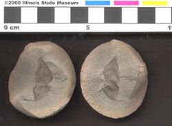 Small image of specimen