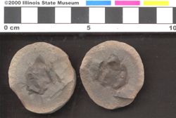 Small image of specimen