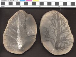 Small image of specimen