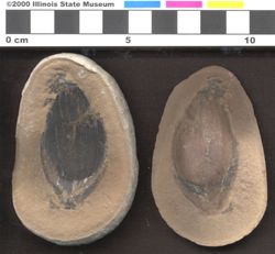 Small image of specimen