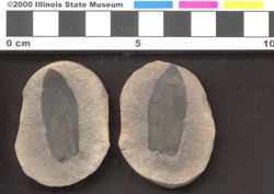 Small image of specimen