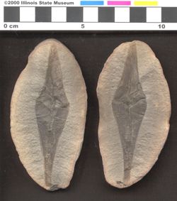 Small image of specimen