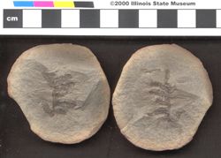 Small image of specimen