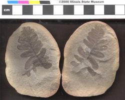 Small image of specimen