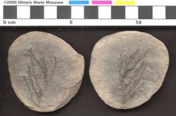 Small image of specimen