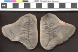 Small image of specimen