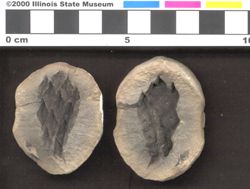 Small image of specimen
