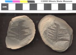 Small image of specimen
