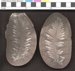 Small image of specimen
