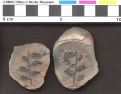 Small image of specimen
