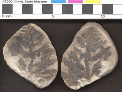Small image of specimen