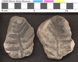 Small image of specimen