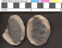 Small image of specimen