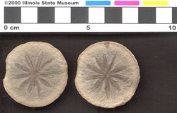 Small image of specimen