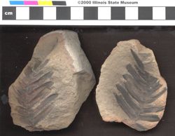 Small image of specimen