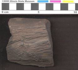 Small image of specimen